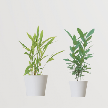 Combo of 2 spice garden plants